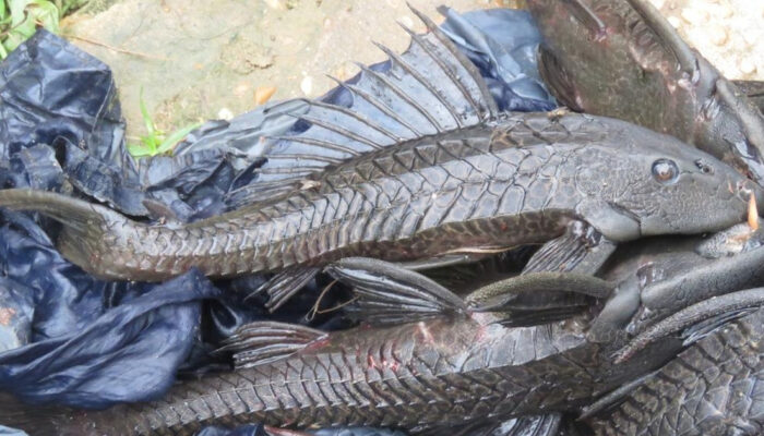 Sapu-Sapu Invasi Sungai Bisakah Diatasi Predator Lokal