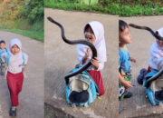 Sensasi Ular Besar di Tas Anak SD Asli atau Hasil AI Canggih