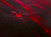 Sutra Merah Menyala Ini Bukan Fiksi Laba-laba Ajaib