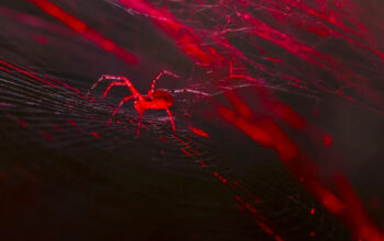 Sutra Merah Menyala Ini Bukan Fiksi Laba-laba Ajaib