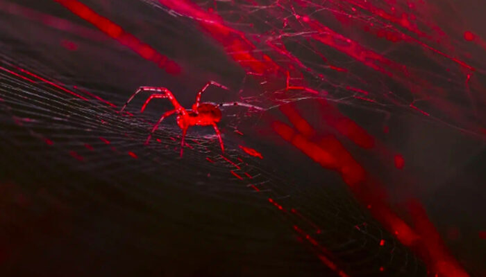 Sutra Merah Menyala Ini Bukan Fiksi Laba-laba Ajaib