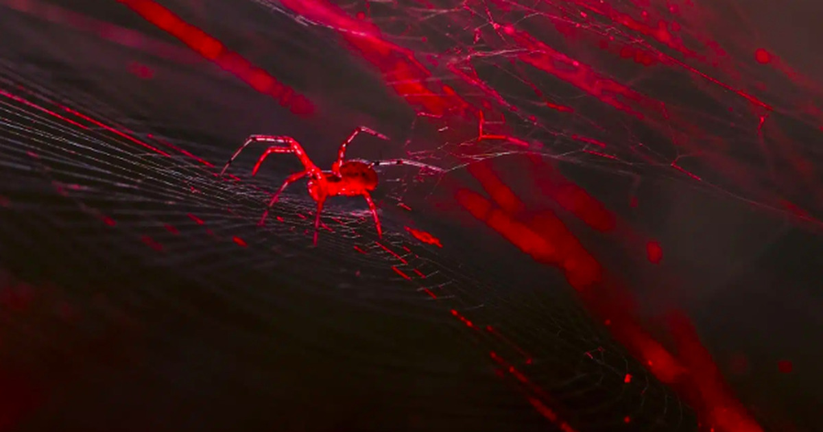 Sutra Merah Menyala Ini Bukan Fiksi Laba-laba Ajaib