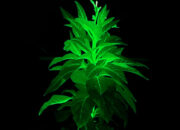 Tanaman Bercahaya China Bak Avatar Gantikan Lampu Kota