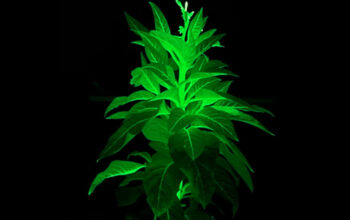 Tanaman Bercahaya China Bak Avatar Gantikan Lampu Kota