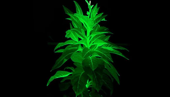 Tanaman Bercahaya China Bak Avatar Gantikan Lampu Kota