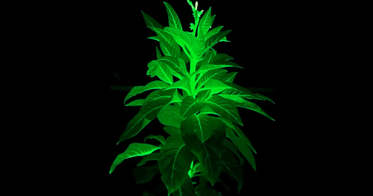 Tanaman Bercahaya China Bak Avatar Gantikan Lampu Kota