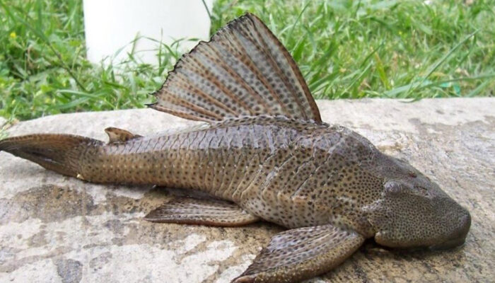 Terkuak Musuh Alami Ikan Sapu-sapu yang Tak Ada di Indonesia