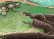 Teror Bumi Bukan King Cobra Ini Ular Berbisa Terbesar Sebenarnya