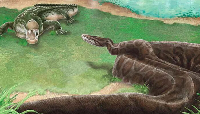 Teror Bumi Bukan King Cobra Ini Ular Berbisa Terbesar Sebenarnya