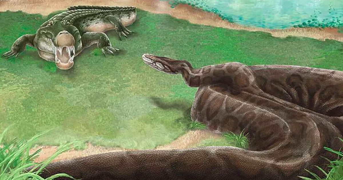 Teror Bumi Bukan King Cobra Ini Ular Berbisa Terbesar Sebenarnya