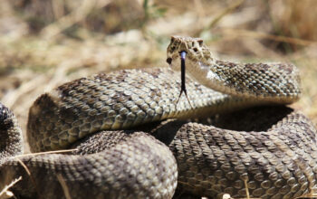 Teror Ular Derik di California 3 Nyawa Melayang Mengejutkan