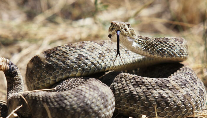 Teror Ular Derik di California 3 Nyawa Melayang Mengejutkan