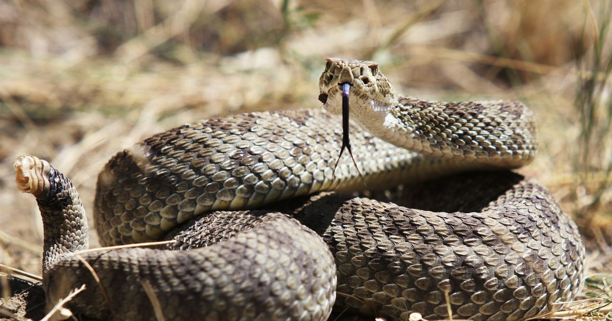 Teror Ular Derik di California 3 Nyawa Melayang Mengejutkan
