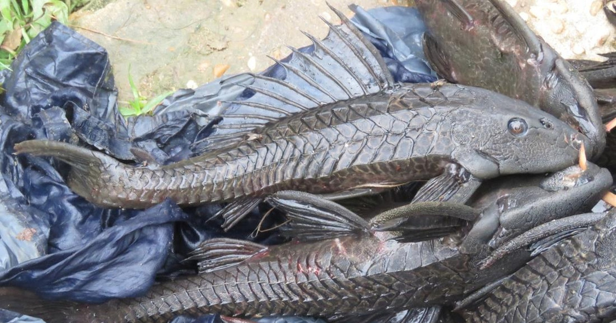 Terungkap Alasan Ilmiah Ikan Sapu-sapu Wajib Dimusnahkan