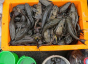 Terungkap Ikan Sapu-sapu Bisa Jalan Darat Demi Bertahan Hidup