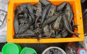 Terungkap Ikan Sapu-sapu Bisa Jalan Darat Demi Bertahan Hidup