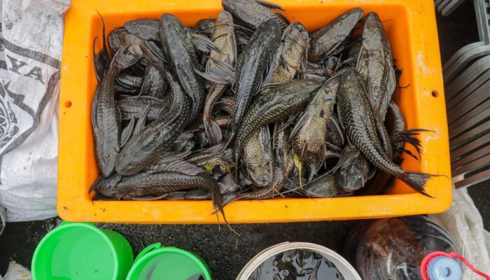 Terungkap Ikan Sapu-sapu Bisa Jalan Darat Demi Bertahan Hidup