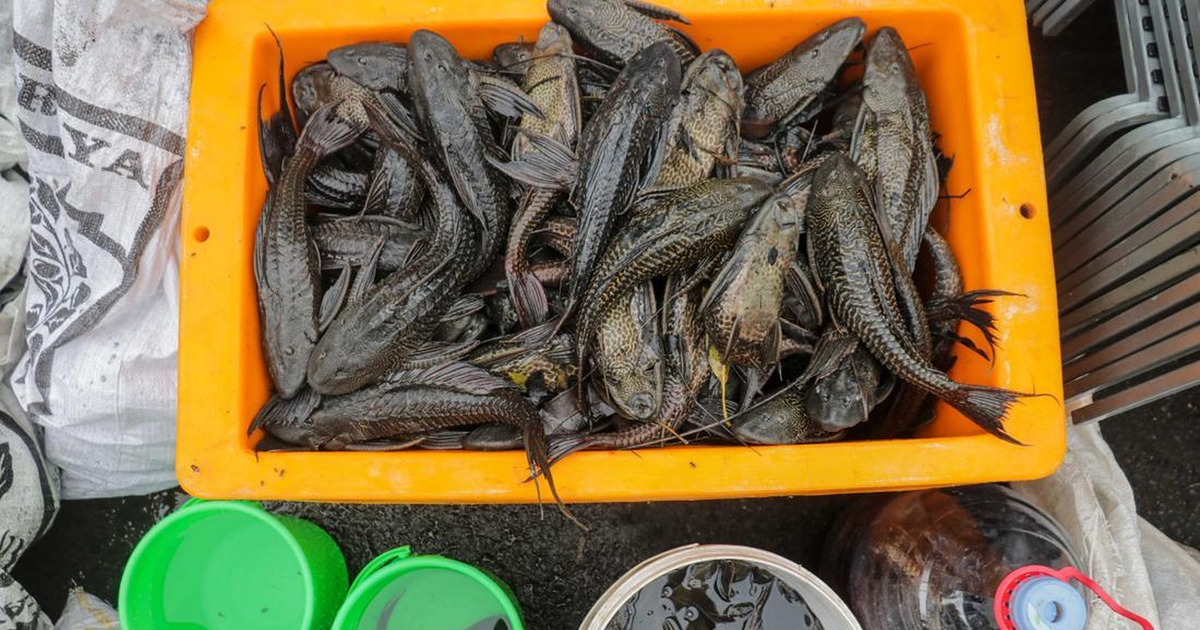 Terungkap Ikan Sapu-sapu Bisa Jalan Darat Demi Bertahan Hidup