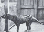 Thylacine Hewan Unik Kepala Serigala Badan Harimau Punah