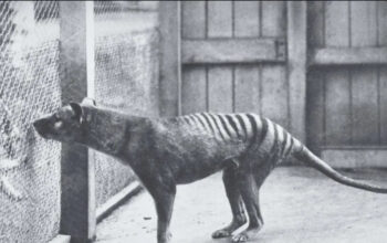 Thylacine Hewan Unik Kepala Serigala Badan Harimau Punah