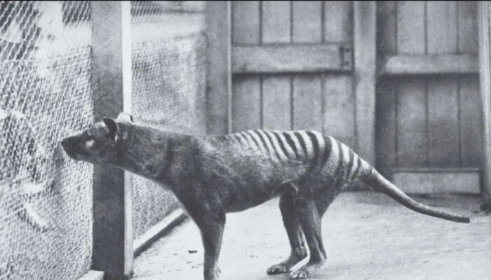 Thylacine Hewan Unik Kepala Serigala Badan Harimau Punah