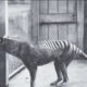 Thylacine Hewan Unik Kepala Serigala Badan Harimau Punah