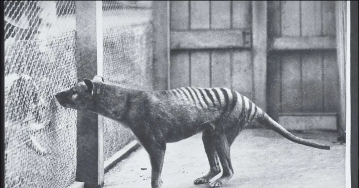 Thylacine Hewan Unik Kepala Serigala Badan Harimau Punah