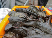 BRIN Temukan Predator Alami Ikan Sapu-Sapu Solusi Ampuh