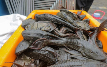 BRIN Temukan Predator Alami Ikan Sapu-Sapu Solusi Ampuh