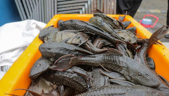 BRIN Temukan Predator Alami Ikan Sapu-Sapu Solusi Ampuh