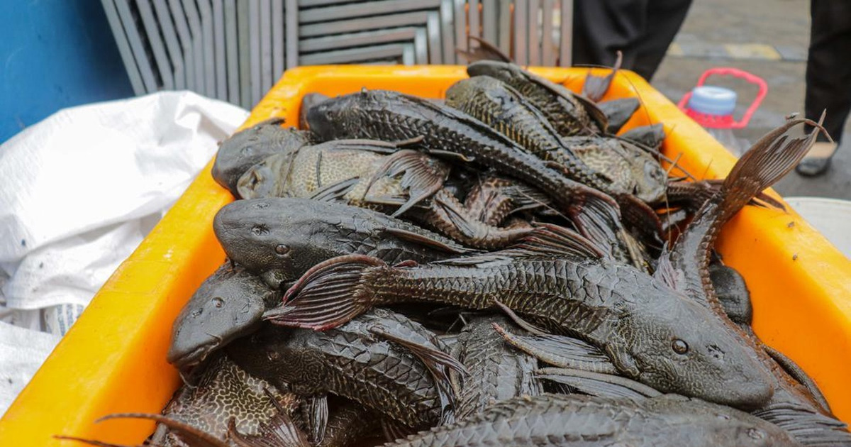 BRIN Temukan Predator Alami Ikan Sapu-Sapu Solusi Ampuh