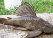 BRIN Ungkap Potensi Ikan Sapu-sapu Sumber Pangan Masa Depan