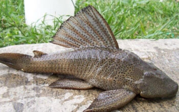 BRIN Ungkap Potensi Ikan Sapu-sapu Sumber Pangan Masa Depan