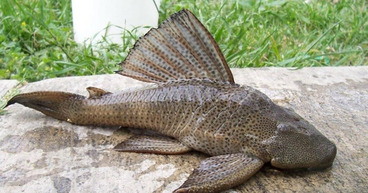 BRIN Ungkap Potensi Ikan Sapu-sapu Sumber Pangan Masa Depan