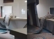 Buaya Raksasa Gegerkan Dapur Hotel Mewah Zimbabwe Viral