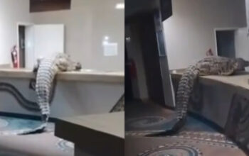 Buaya Raksasa Gegerkan Dapur Hotel Mewah Zimbabwe Viral