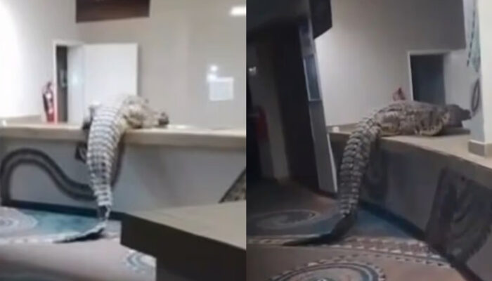 Buaya Raksasa Gegerkan Dapur Hotel Mewah Zimbabwe Viral