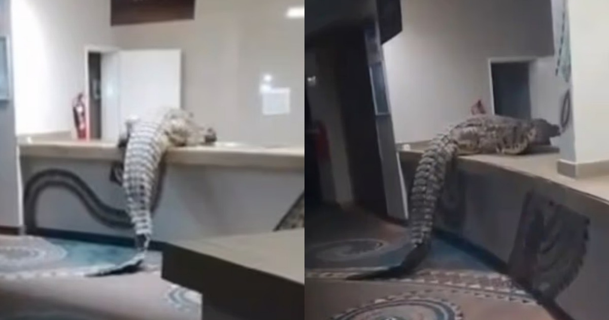 Buaya Raksasa Gegerkan Dapur Hotel Mewah Zimbabwe Viral