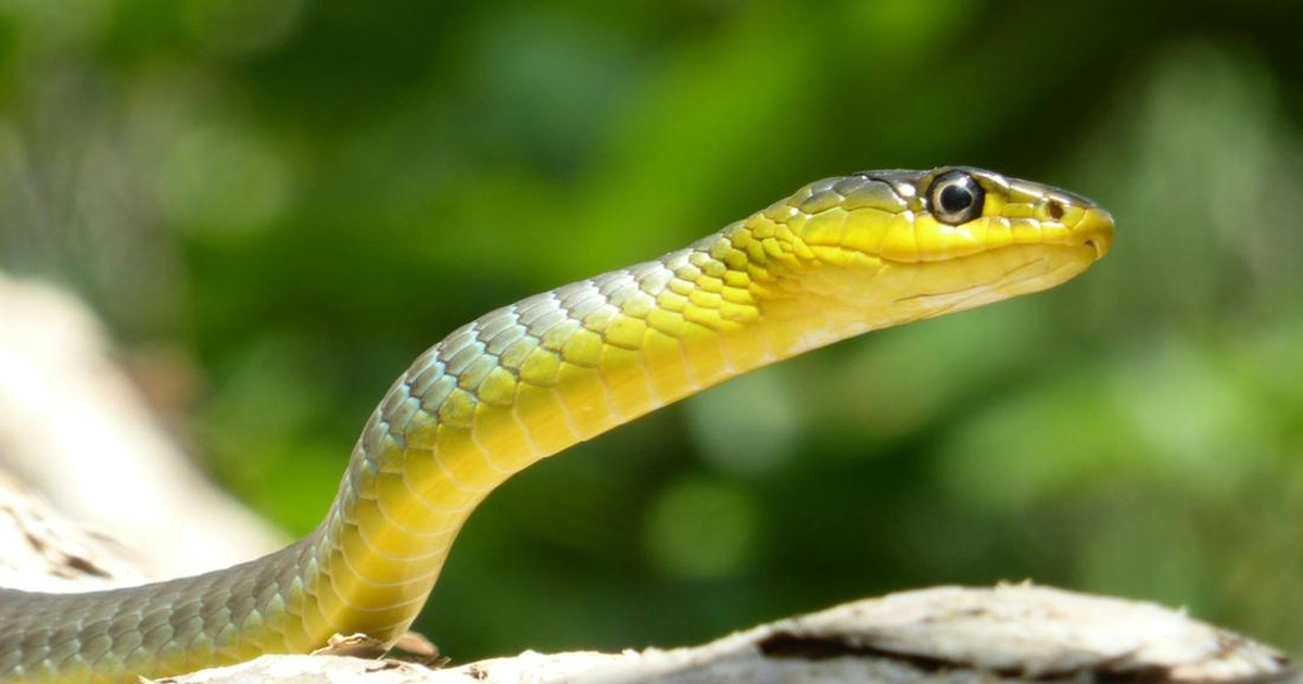 Bukan Garam Ini 11 Rahasia Usir Ular Alami dari Rumah Anda