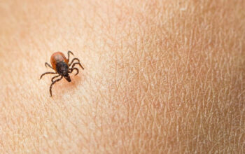 Heboh Serangga Misterius Tak Mati Diinjak Dikaitkan Gates