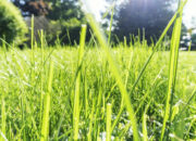 Jangan Coba Makan Rumput Ini Alasannya Beda Jauh dengan Sapi