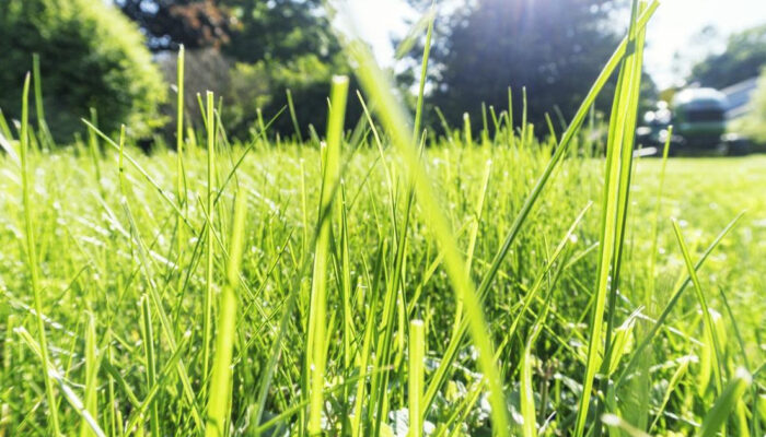 Jangan Coba Makan Rumput Ini Alasannya Beda Jauh dengan Sapi