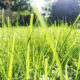 Jangan Coba Makan Rumput Ini Alasannya Beda Jauh dengan Sapi