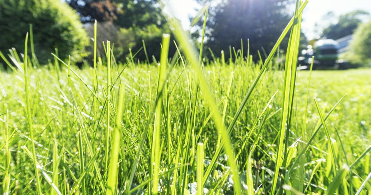 Jangan Coba Makan Rumput Ini Alasannya Beda Jauh dengan Sapi