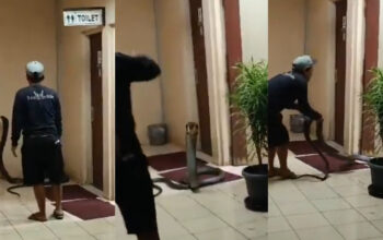 King Cobra Raksasa di Toilet Kantor Gegerkan Medsos