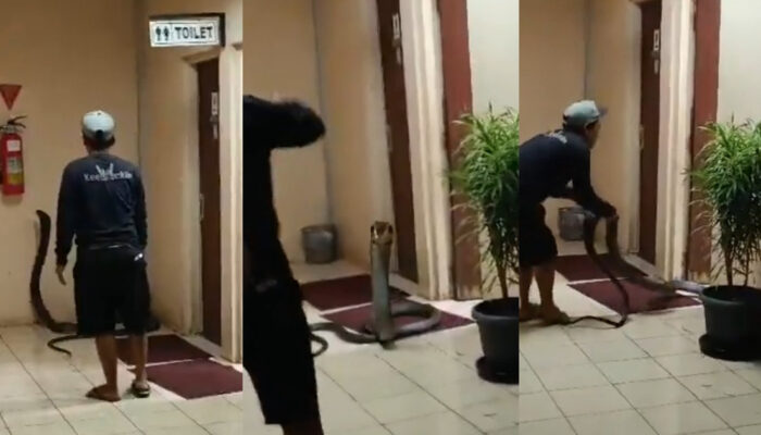King Cobra Raksasa di Toilet Kantor Gegerkan Medsos