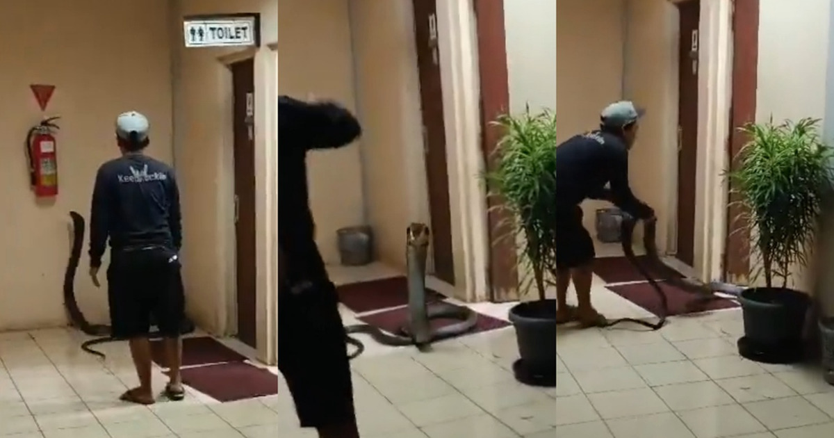 King Cobra Raksasa di Toilet Kantor Gegerkan Medsos