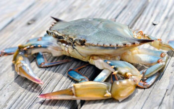 Rahasia Kepiting Jalan Menyamping Akhirnya Diinvestigasi