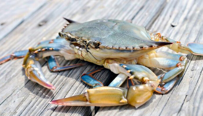 Rahasia Kepiting Jalan Menyamping Akhirnya Diinvestigasi