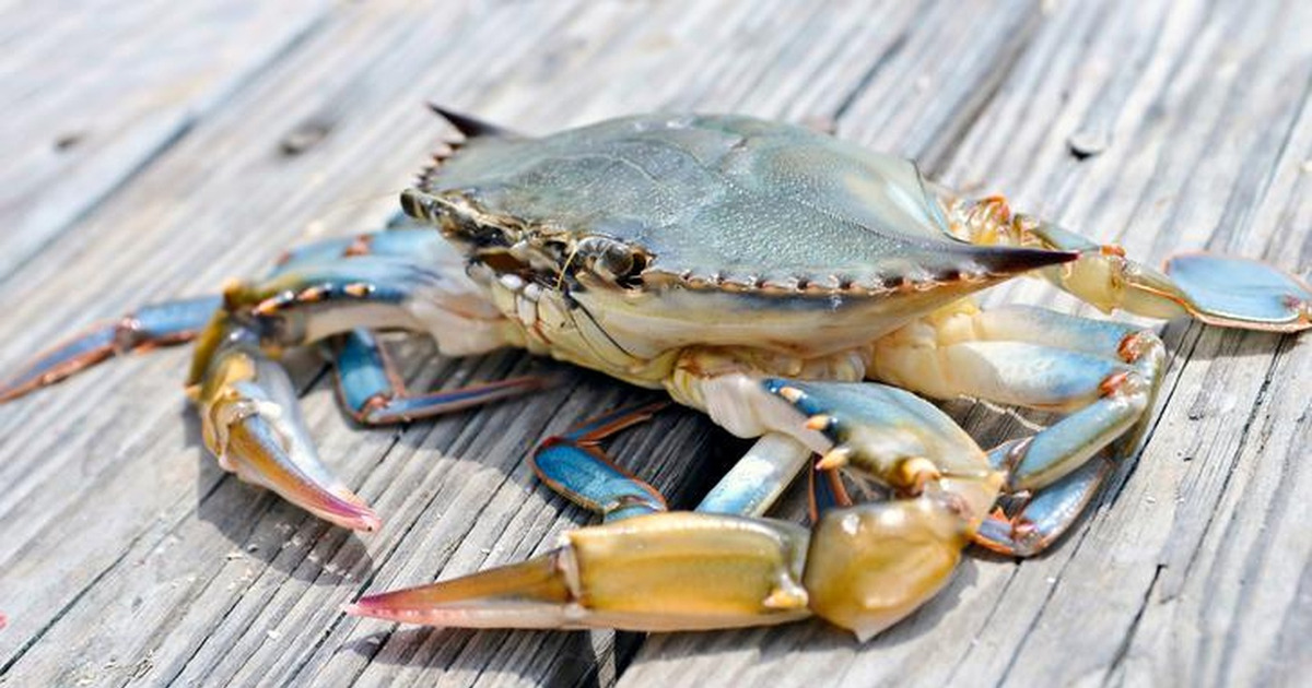 Rahasia Kepiting Jalan Menyamping Akhirnya Diinvestigasi